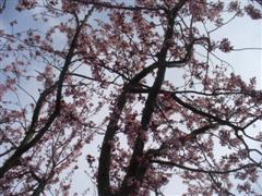 ein bl�hender Kirschbaum
